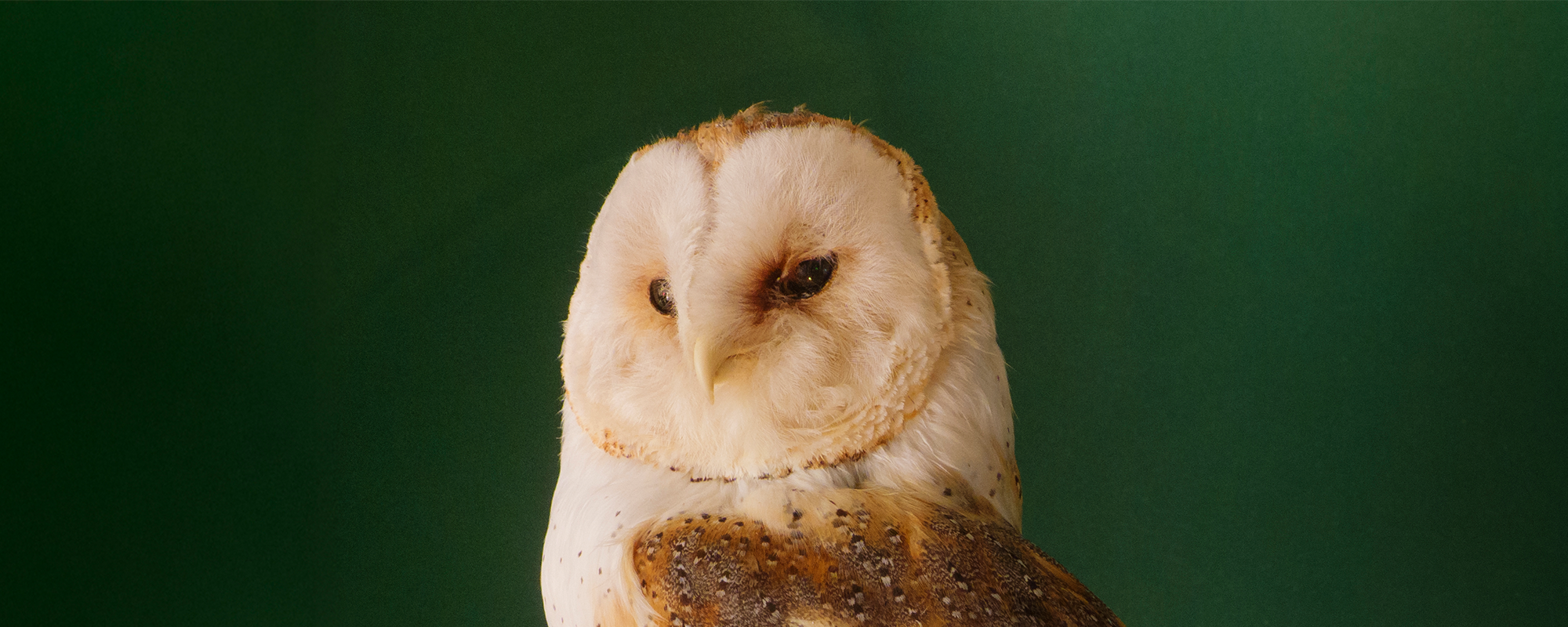 header_banner_image