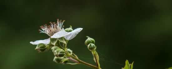 header_banner_image_mobile