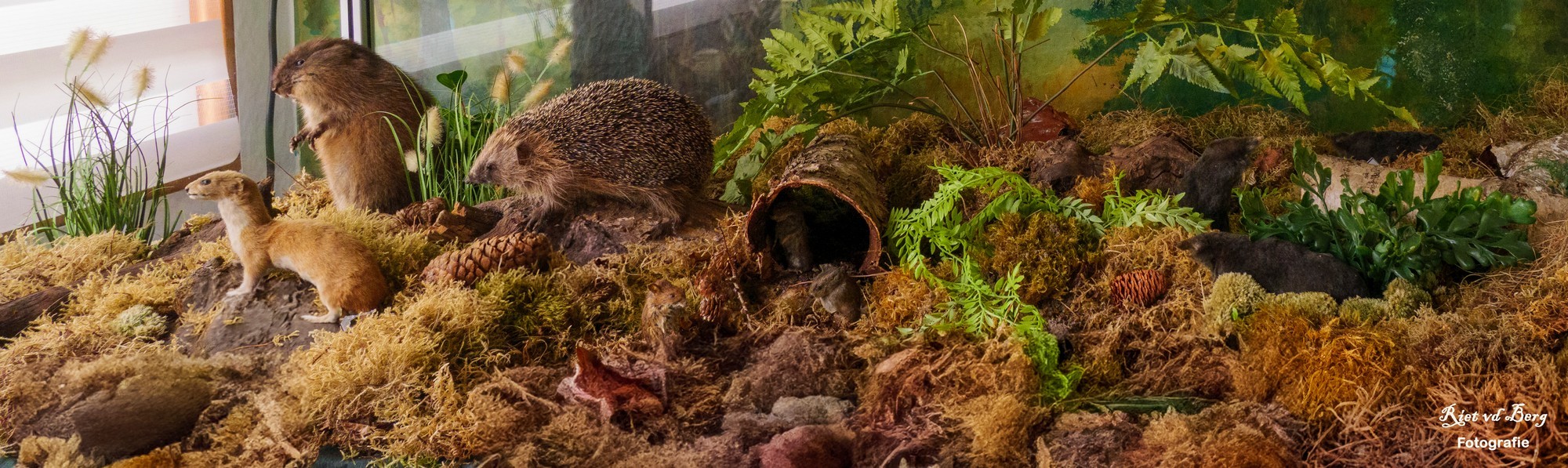 header_banner_image